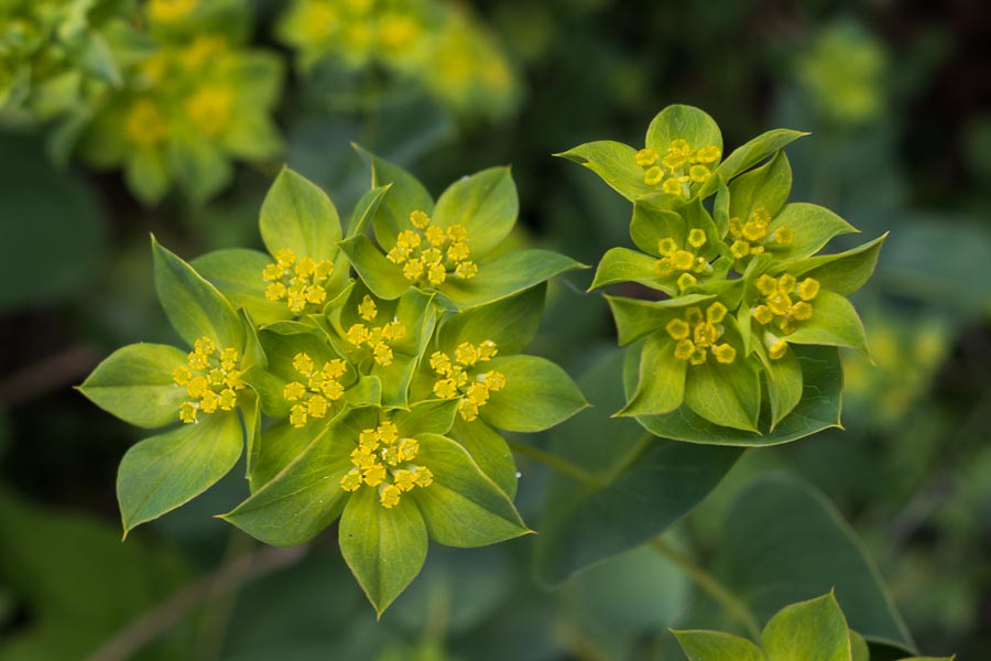 Bupleurum rotundifolium